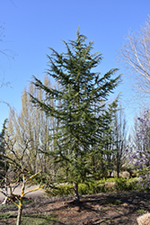 Bush's Electra Deodar Cedar (Cedrus deodara 'Bush's Electra') at GardenWorks