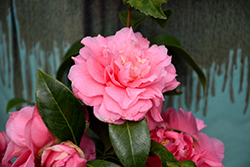 Kumasaka Camellia (Camellia japonica 'Kumasaka') at GardenWorks