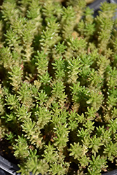 Six Row Stonecrop (Sedum sexangulare) at GardenWorks