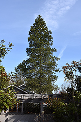 Shore Pine (Pinus contorta 'var. contorta') at GardenWorks