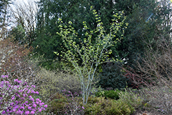 Joe Witt Snakebark Maple (Acer tegmentosum 'Joe Witt') at GardenWorks
