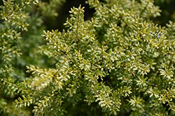 Red Tip Mountain Plum Pine (Podocarpus lawrencei 'Red Tip') at GardenWorks