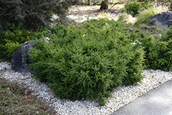 Red Tip Mountain Plum Pine (Podocarpus lawrencei 'Red Tip') at GardenWorks