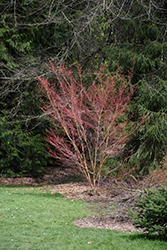 Beni Kawa Coral Bark Japanese Maple (Acer palmatum 'Beni Kawa') at GardenWorks