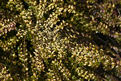 Twiggy Box Honeysuckle (Lonicera nitida 'Twiggy') at GardenWorks