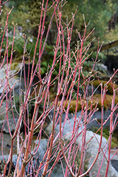 Ueno Homare Japanese Maple (Acer palmatum 'Ueno Homare') at GardenWorks