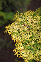 Golden Hinoki Falsecypress (Chamaecyparis obtusa 'Aurea') at GardenWorks