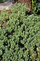 Sutherland Hebe (Hebe pinguifolia 'Sutherlandii') at GardenWorks