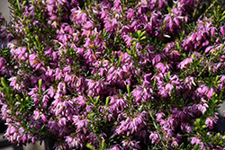 Springwood Pink Heath (Erica carnea 'Springwood Pink') at GardenWorks