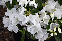 Hino White Azalea (Rhododendron 'Hino White') at GardenWorks