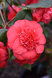 April Tryst Camellia (Camellia japonica 'April Tryst') at GardenWorks