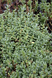 Topiaria Hebe (Hebe topiaria) at GardenWorks