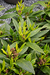 Sawtoothed Japanese Aucuba (Aucuba japonica 'Serratifolia') at GardenWorks