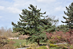 Blue Japanese Pine (Pinus parviflora 'Glauca') at GardenWorks