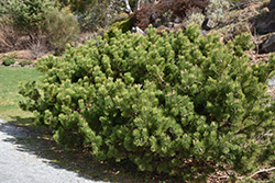 Compact Mugo Pine (Pinus mugo 'var. mughus') at GardenWorks