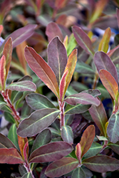 Purple Wood Spurge (Euphorbia amygdaloides 'Purpurea') at GardenWorks