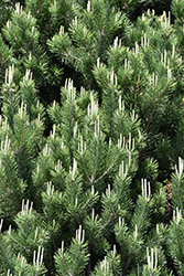 Pinyon Pine (Pinus edulis) at GardenWorks