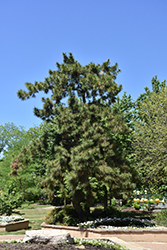 Japanese Black Pine (Pinus thunbergii) at GardenWorks