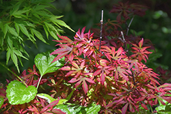 Kandy Kitchen Japanese Maple (Acer palmatum 'Kandy Kitchen') at GardenWorks