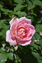 Tiffany Rose (Rosa 'Tiffany') at GardenWorks