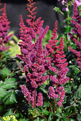 Visions in Red Chinese Astilbe (Astilbe chinensis 'Visions in Red') at GardenWorks