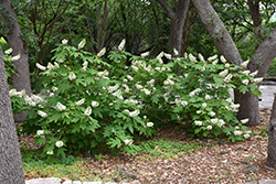 Oakleaf Hydrangea (Hydrangea quercifolia) at GardenWorks