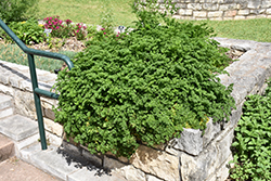 Parsley (Petroselinum crispum) at GardenWorks