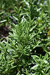 Spice Islands Rosemary (Rosmarinus officinalis 'Spice Islands') at GardenWorks