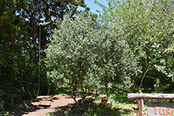 Arbequina European Olive (Olea europaea 'Arbequina') at GardenWorks