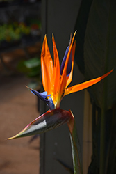 Orange Bird Of Paradise (Strelitzia reginae) at GardenWorks