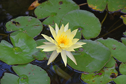 Yellow Water Lily (Nymphaea mexicana) at GardenWorks