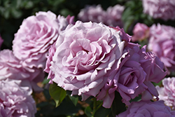 Love Song Rose (Rosa 'WEKstameda') at GardenWorks