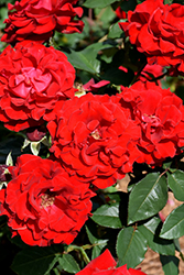 Oh My! Rose (Rosa 'WEKcisfribo') at GardenWorks