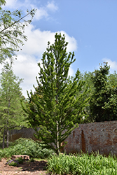 Peve Minaret Baldcypress (Taxodium distichum 'Peve Minaret') at GardenWorks