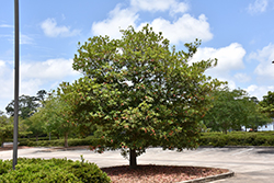 Japanese Blueberry Tree (Elaeocarpus decipiens) at GardenWorks