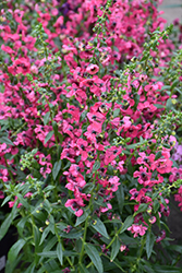 Pink Angelonia (Angelonia angustifolia 'Pink') at GardenWorks
