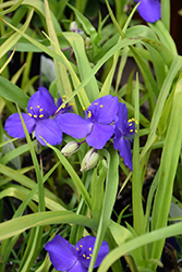 Blue And Gold Spiderwort (Tradescantia x andersoniana 'Blue And Gold') at GardenWorks