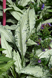 Silver Bouquet Lungwort (Pulmonaria 'Silver Bouquet') at GardenWorks