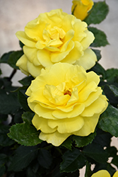 Sunsprite Rose (Rosa 'Sunsprite') at GardenWorks