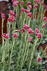 Red Pussytoes (Antennaria dioica 'Rubra') at GardenWorks