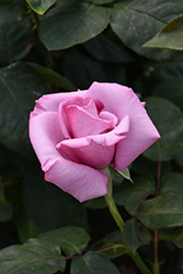 Paradise Rose (Rosa 'Paradise') at GardenWorks