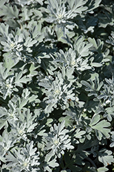 Silver Brocade Artemisia (Artemisia stelleriana 'Silver Brocade') at GardenWorks