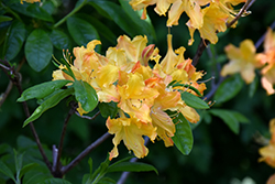 Golden Lights Azalea (Rhododendron 'Golden Lights') at GardenWorks