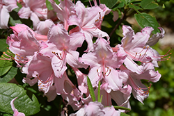 Candy Lights Azalea (Rhododendron 'Candy Lights') at GardenWorks