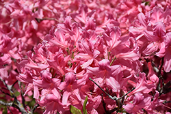 Rosy Lights Azalea (Rhododendron 'Rosy Lights') at GardenWorks