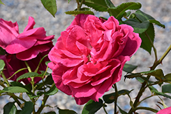 Grande Dame Rose (Rosa 'WEKmerewby') at GardenWorks