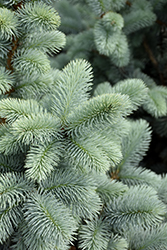 Hoopsii Blue Spruce (Picea pungens 'Hoopsii') at GardenWorks