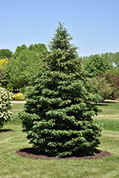 Black Hills Spruce (Picea glauca var. densata) at GardenWorks