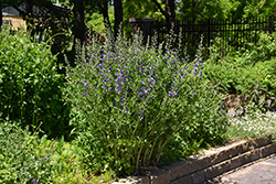 Purple Smoke False Indigo (Baptisia 'Purple Smoke') at GardenWorks