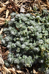 Wooly Alpine Mouse Ears (Cerastium alpinum 'var. lanatum') at GardenWorks